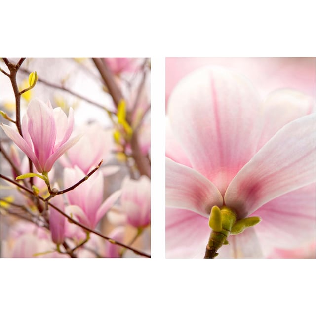 Creativ home Bild »Magnolien«, (Set, 2 St.), 2er Set online shoppen |  Jelmoli-Versand
