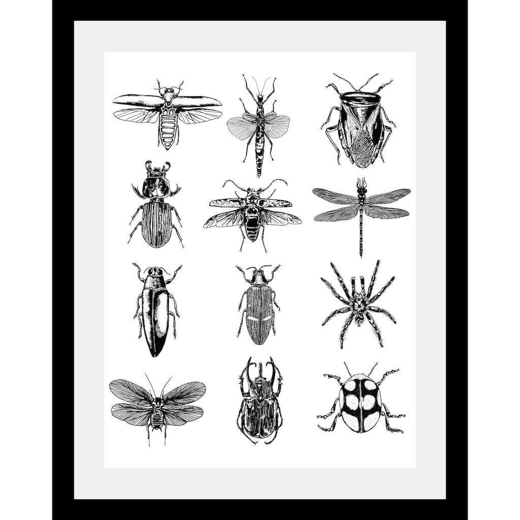 queence Bild »Insekten«