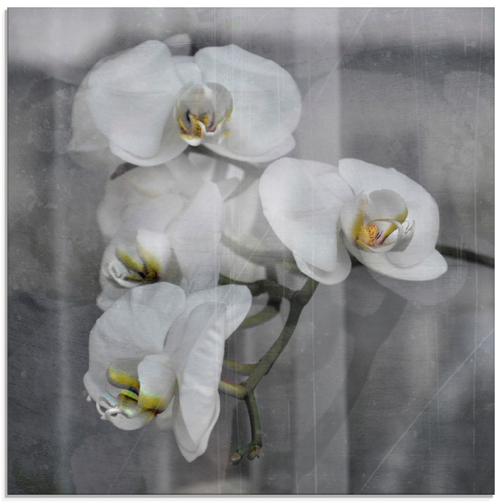 »Weisse Blumen, Artland Grössen Jelmoli-Versand - online Orchideen in Glasbild white verschiedenen kaufen | Orchid«, St.), (1