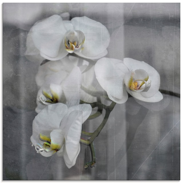 - | Jelmoli-Versand Orchideen St.), Artland kaufen Glasbild Grössen verschiedenen Blumen, in online white Orchid«, »Weisse (1