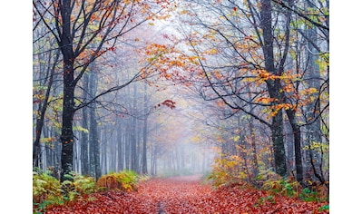 Papermoon Fototapete »Foggy Autumn Forest Road« kaufen