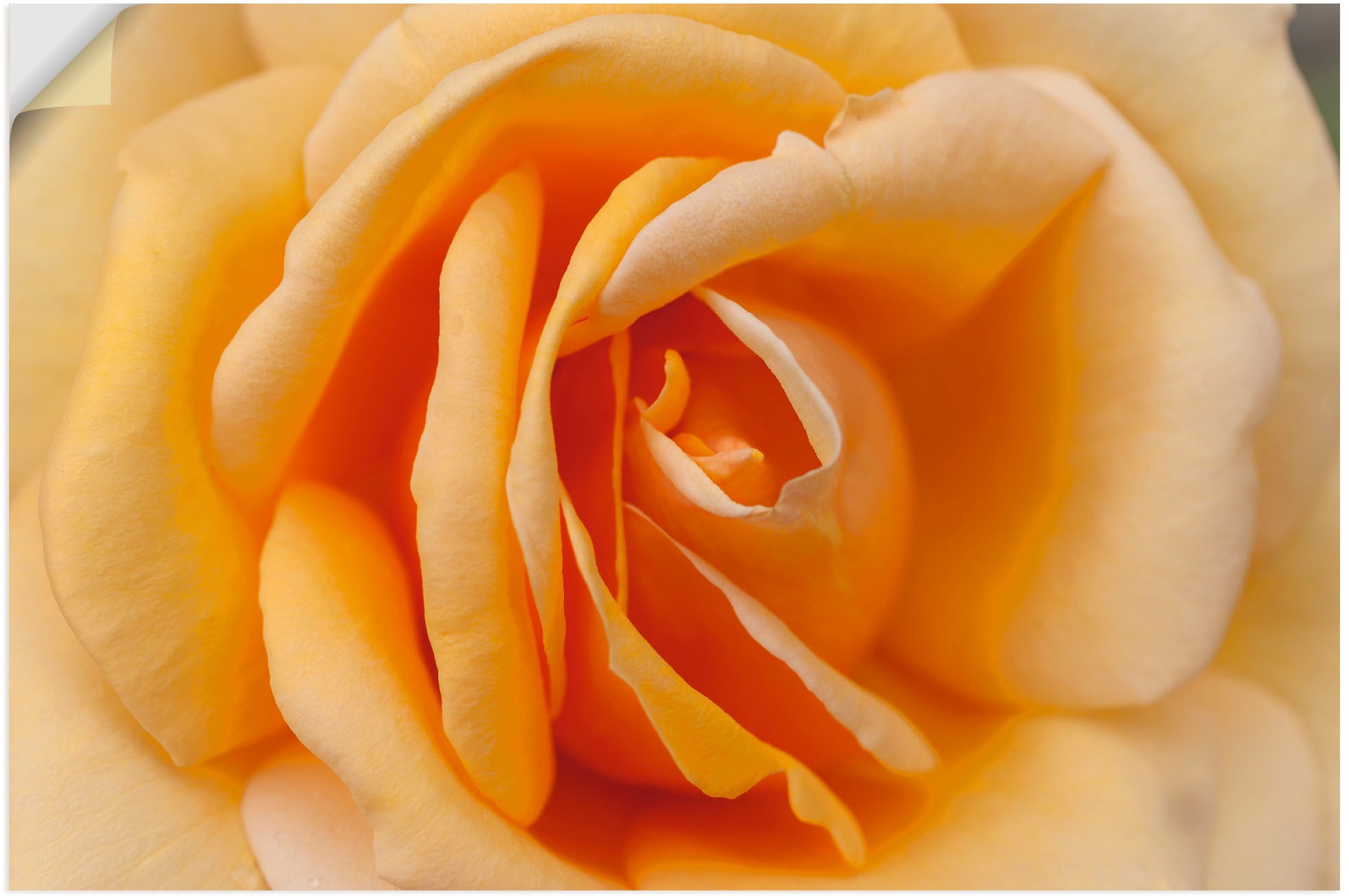 Artland Wandbild »Zarte (1 oder Leinwandbild, bestellen versch. Alubild, in Grössen St.), als online Poster Rose Jelmoli-Versand Wandaufkleber Orange«, in Blumenbilder, 