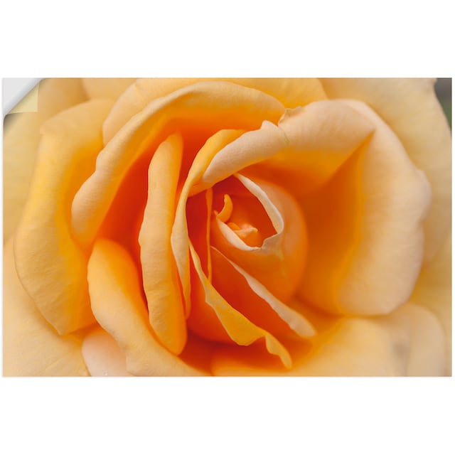 Wandaufkleber versch. | Wandbild Orange«, Leinwandbild, Artland in (1 Poster online Alubild, oder St.), Rose Jelmoli-Versand Blumenbilder, in »Zarte bestellen als Grössen
