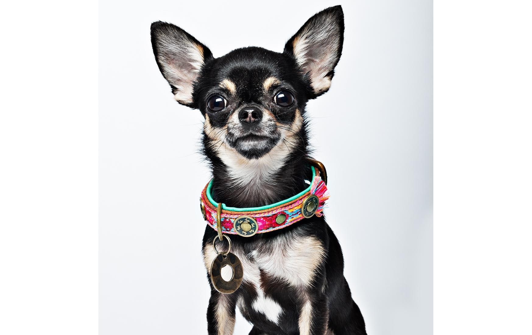 Hunde-Halsband »Boho Rosa Halsband Gr.XXS, 2cm«, Echtleder