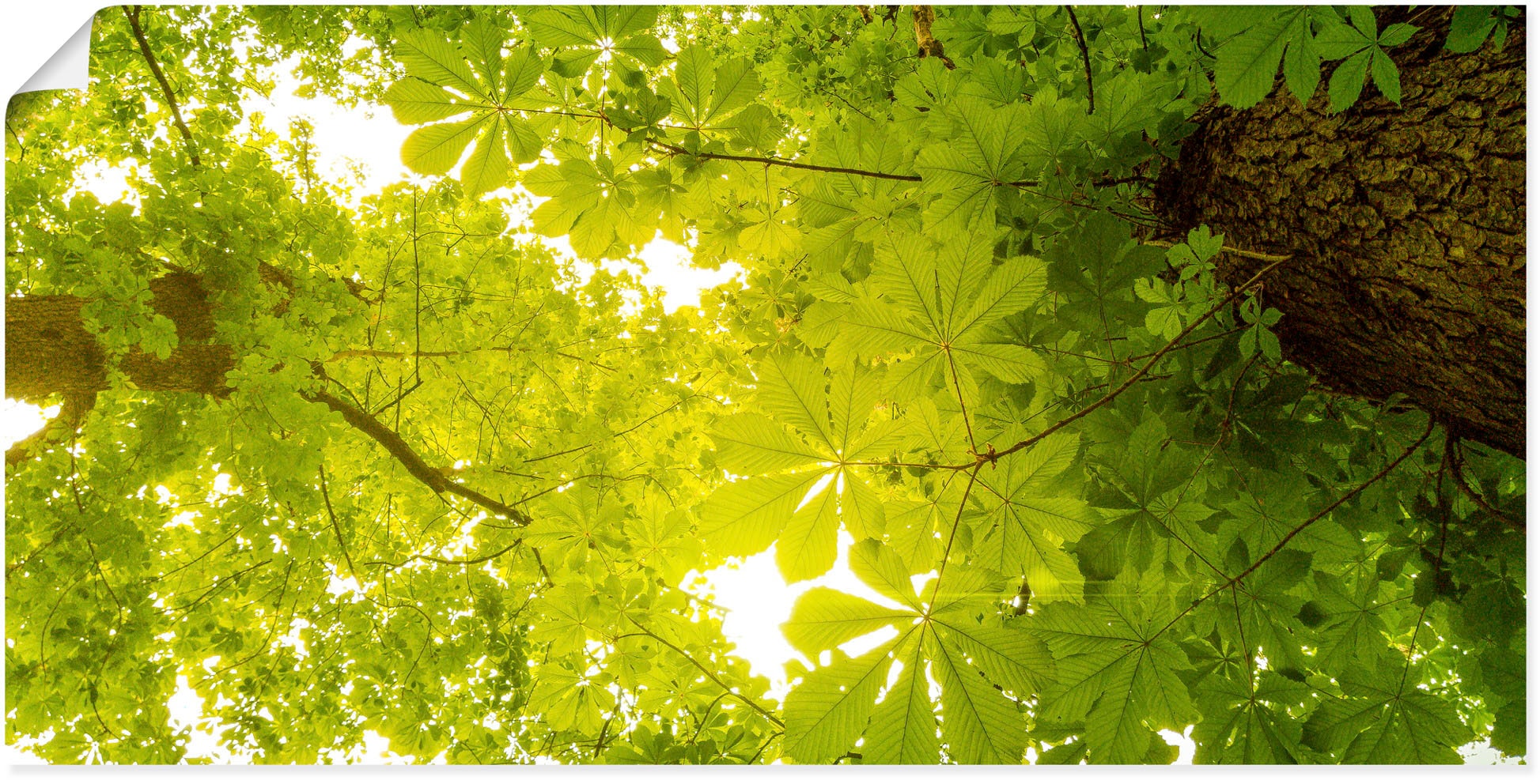 Artland Wandbild »Blick nach im Alubild, (1 grüne Blätterbilder, Oben online Wald, als Leinwandbild, Jelmoli-Versand shoppen oder | in Grössen Poster Wandaufkleber versch. Bäume«, St.)