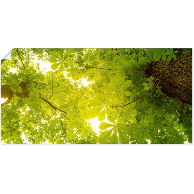 Artland Wandbild »Blick nach Oben im Wald, grüne Bäume«, Blätterbilder, (1  St.), als Alubild, Leinwandbild, Wandaufkleber oder Poster in versch.  Grössen online shoppen | Jelmoli-Versand