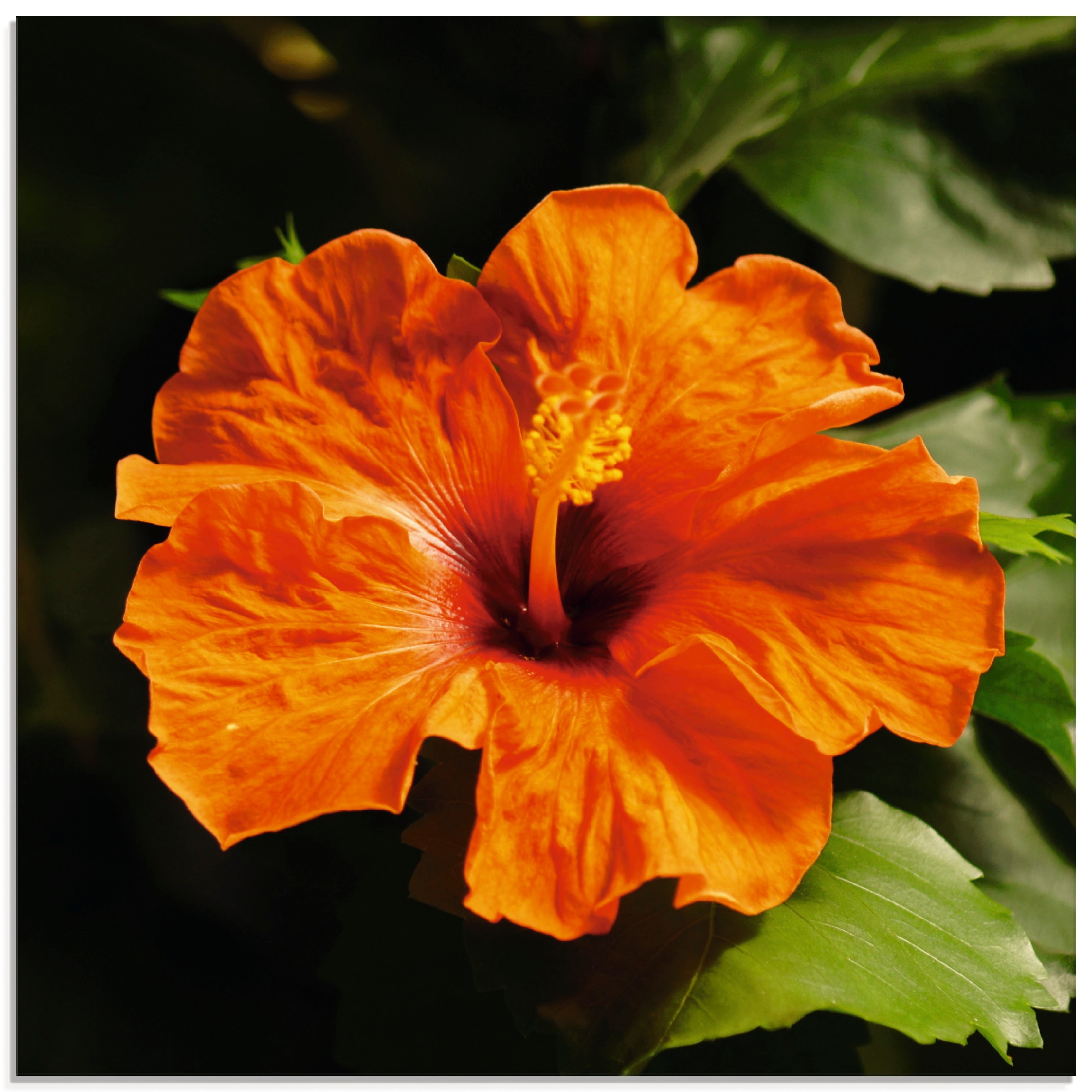 Artland Glasbild »Orangener Hibiskus«, Blumen, Grössen (1 Jelmoli-Versand verschiedenen in shoppen | online St.)