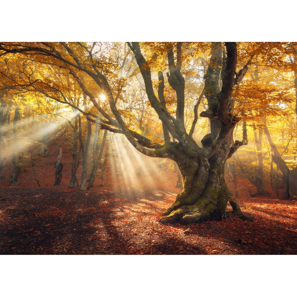 Papermoon Fototapete »Magical Old Trees Autumn Forest«