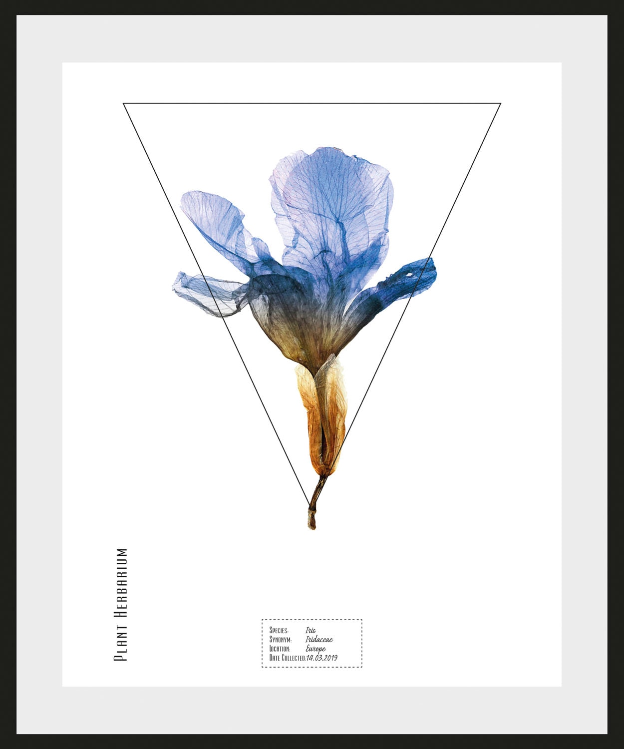 queence Bild »Kräuter«, Pflanzen-Pflanzenbilder-Schriftzug, (1 St.), HD Premium Poster-Druck inkl. Holzrahmen