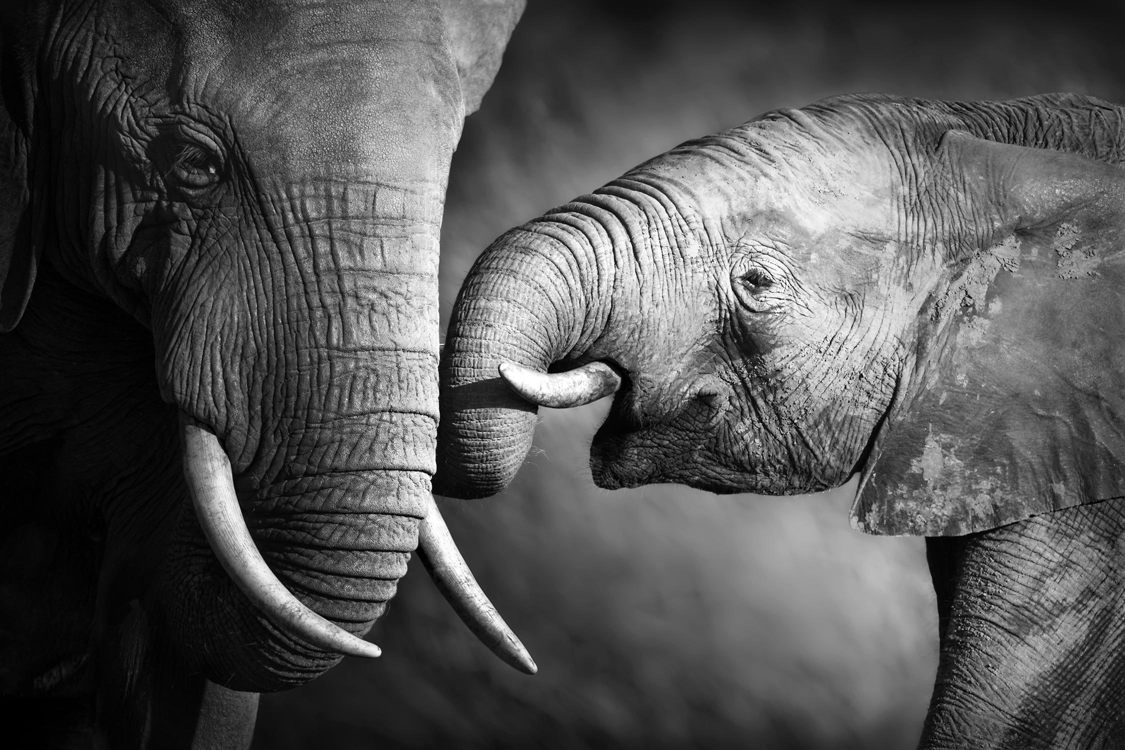 ❤ queence Leinwandbild »Elefant« entdecken im Jelmoli-Online Shop