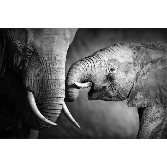 ❤ im entdecken Leinwandbild Jelmoli-Online »Elefant« Shop queence