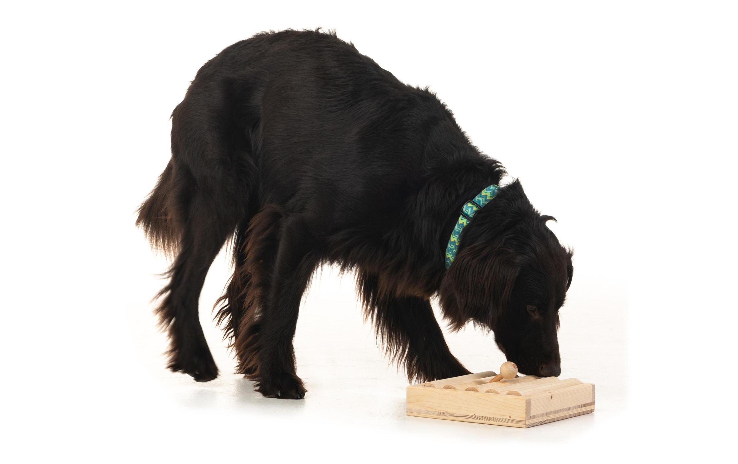 Tier-Intelligenzspielzeug »Hundespiele.ch Zaunpfahl einfach«, Holz, Holzart: Buche, FichteHerkunftsland: Deutschland, Schweiz, Südeuropa