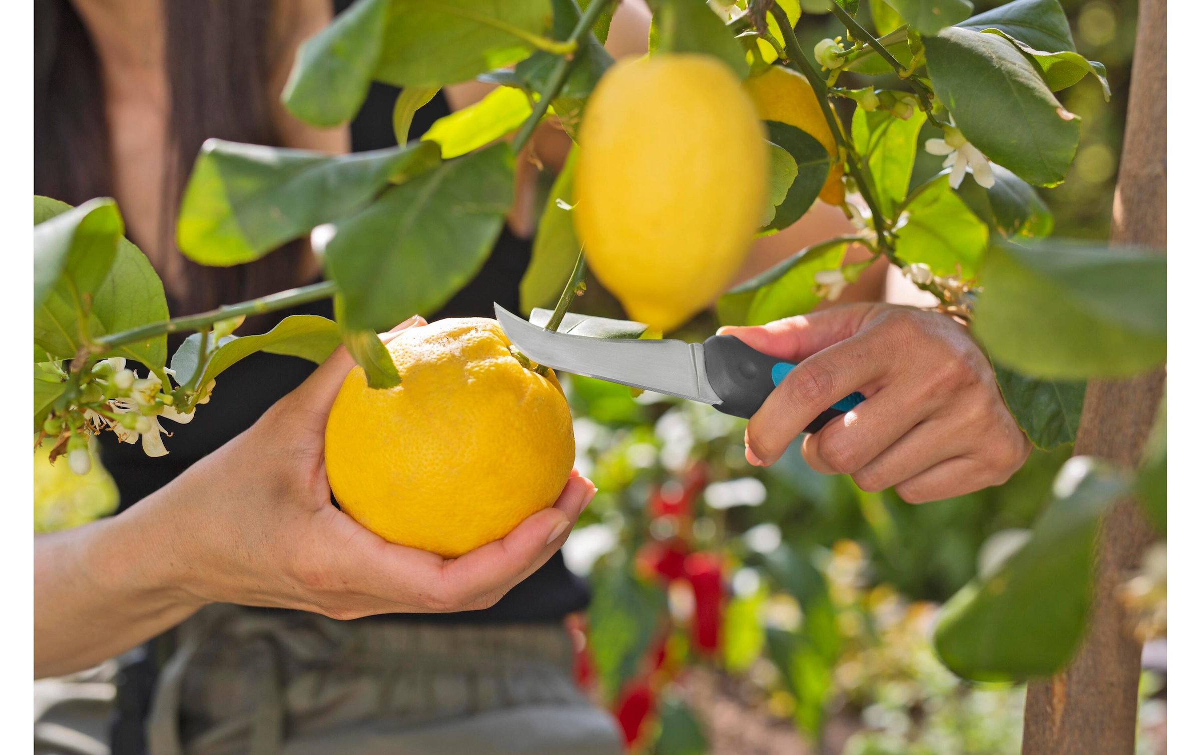 GARDENA Gartenschere »VeggieCut«