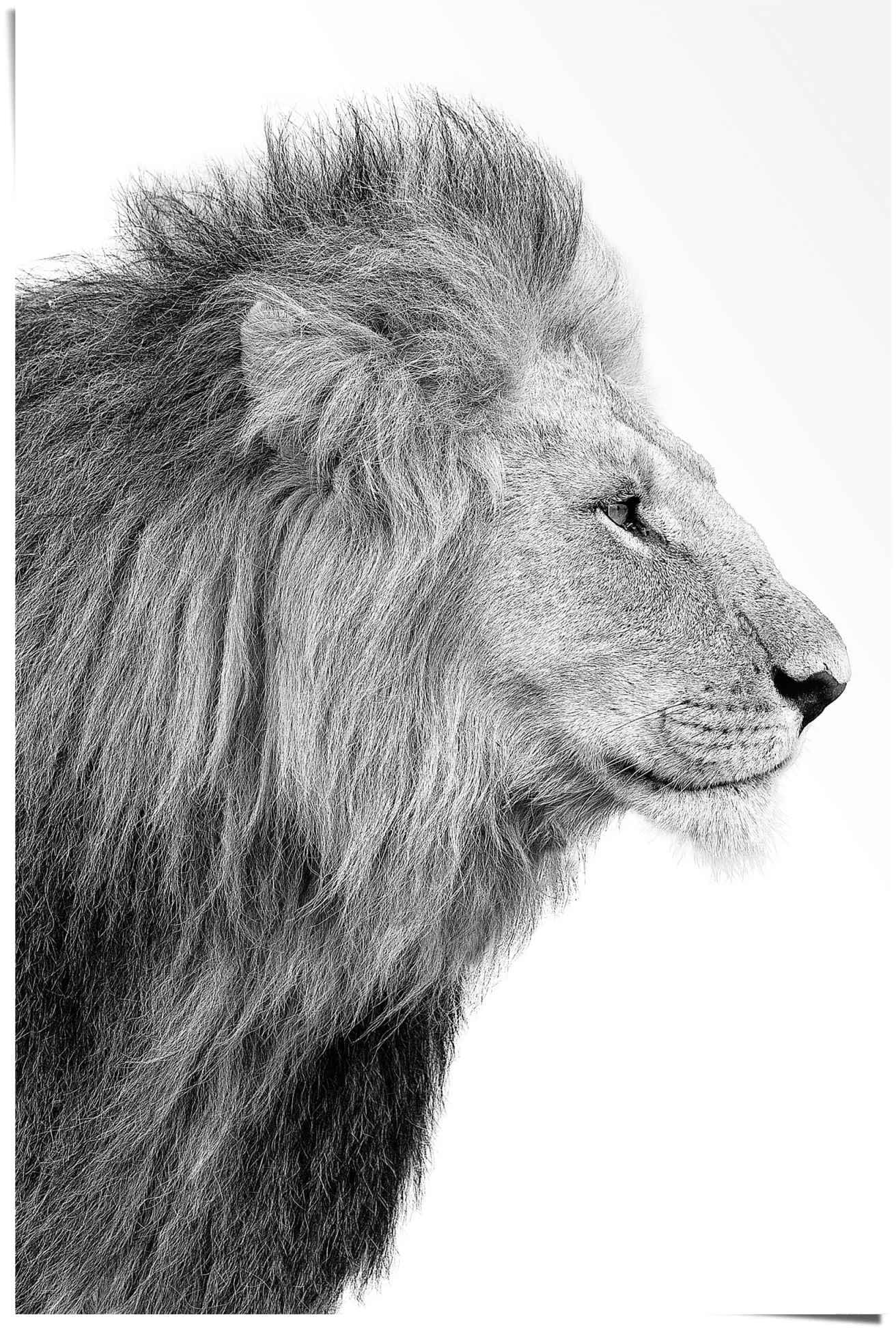 ❤ Reinders! Poster »Löwe König - entdecken St.) - Kräftig«, - Dschungel Shop Jelmoli-Online Seitenporträt im (1