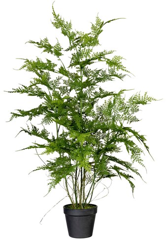 Creativ green Künstliche Zimmerpflanze »Farn Asparagus plumosus«, (1 St.) kaufen