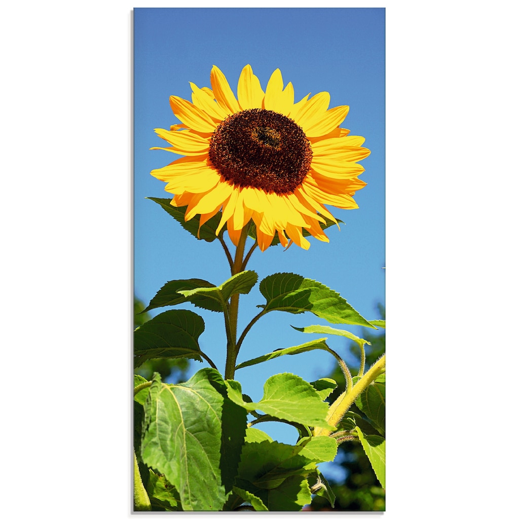 Artland Glasbild »Grosse Sonnenblume«, Blumen, (1 St.)