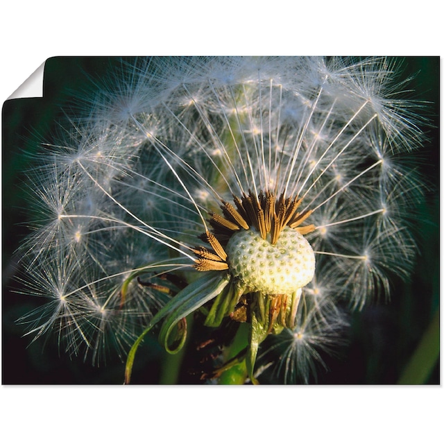 Artland Wandbild »Pusteblume«, Blumen, (1 St.), als Alubild, Leinwandbild,  Wandaufkleber oder Poster in versch. Grössen online bestellen |  Jelmoli-Versand
