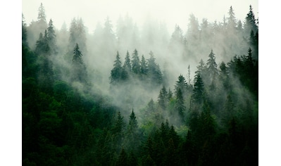 Consalnet Vliestapete »Wald im Nebel«, grafisch, in verschiedenen Grössen, natur,... kaufen