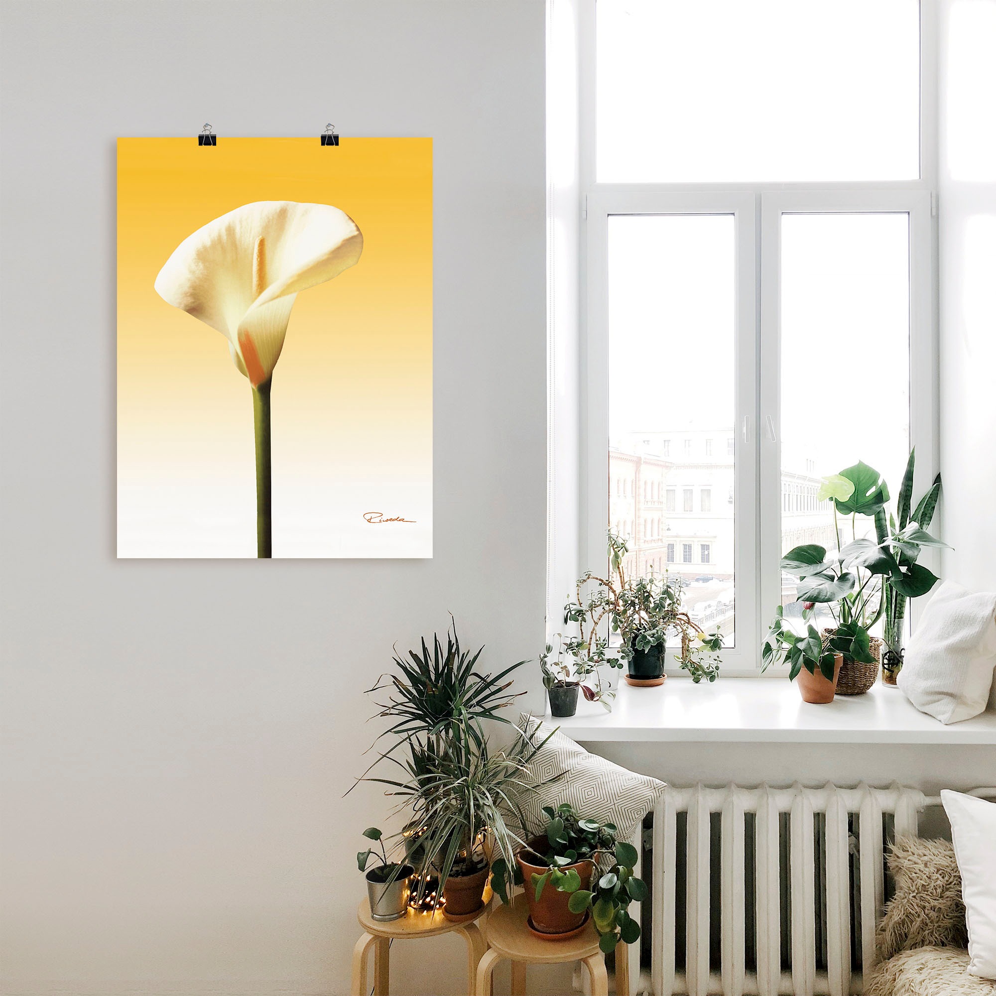 Artland Wandbild »Sonnenschein Calla Grössen kaufen Poster Leinwandbild, online (1 Blumenbilder, oder | II«, in Alubild, als Wandaufkleber St.), Jelmoli-Versand versch