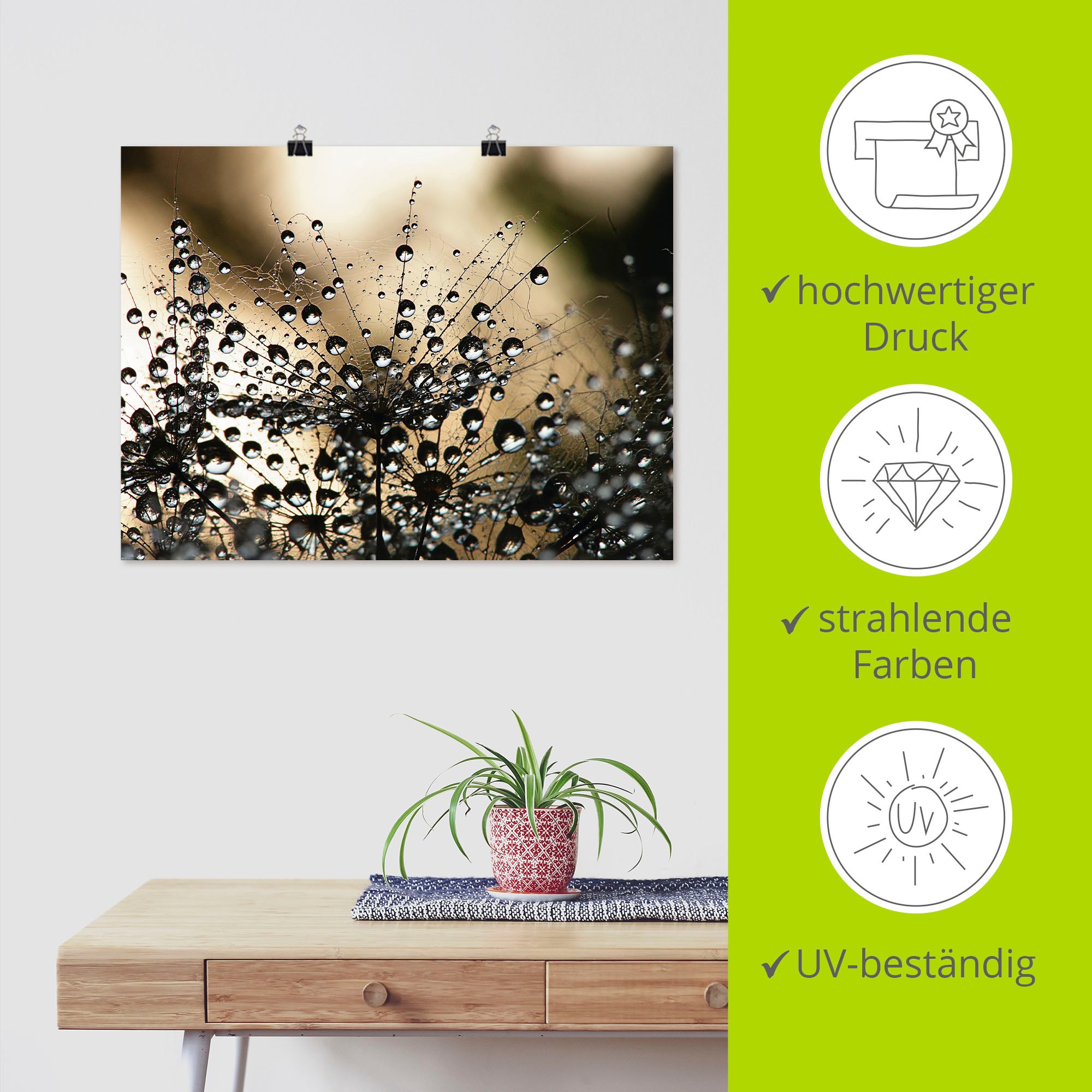 Artland Wandbild »Nasser Löwenzahn«, Blumen, (1 St.), als Alubild, Outdoorbild, Leinwandbild, Poster, Wandaufkleber