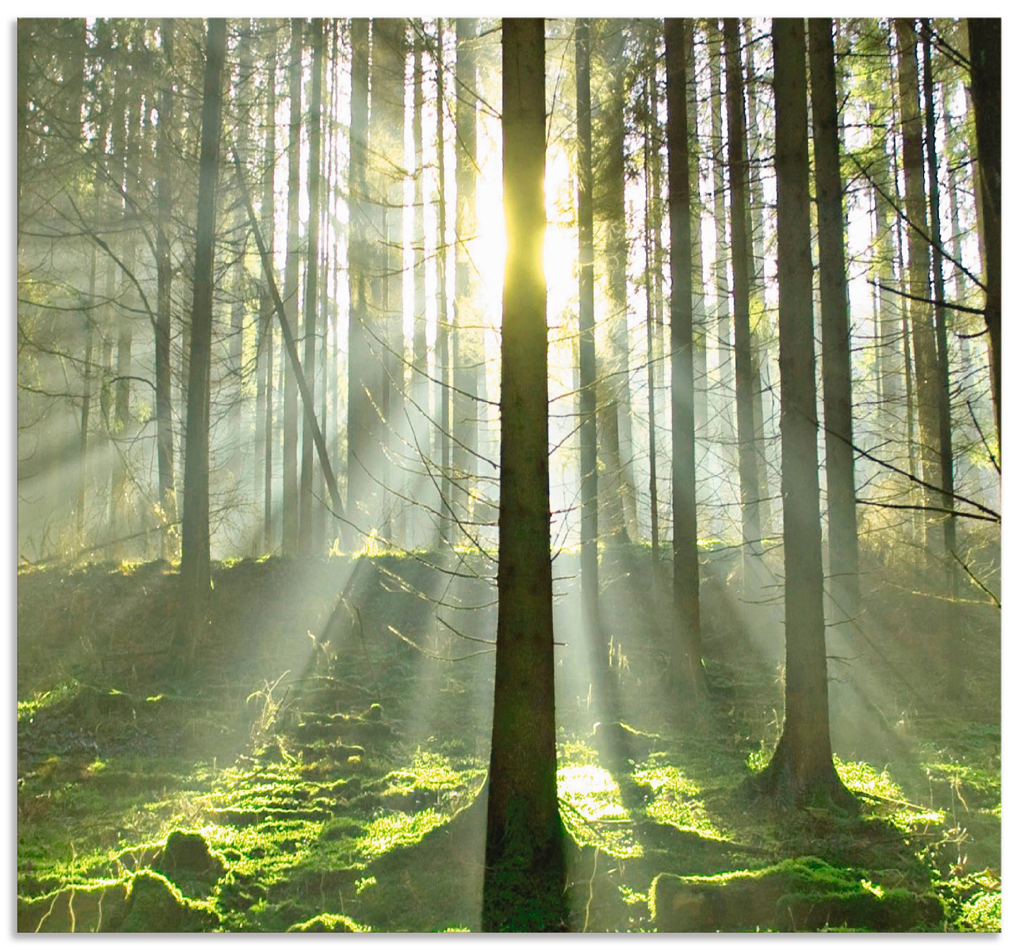 Artland Küchenrückwand »Wald im Gegenlicht«, (1 tlg.), Alu Spritzschutz mit Klebeband, einfache Montage