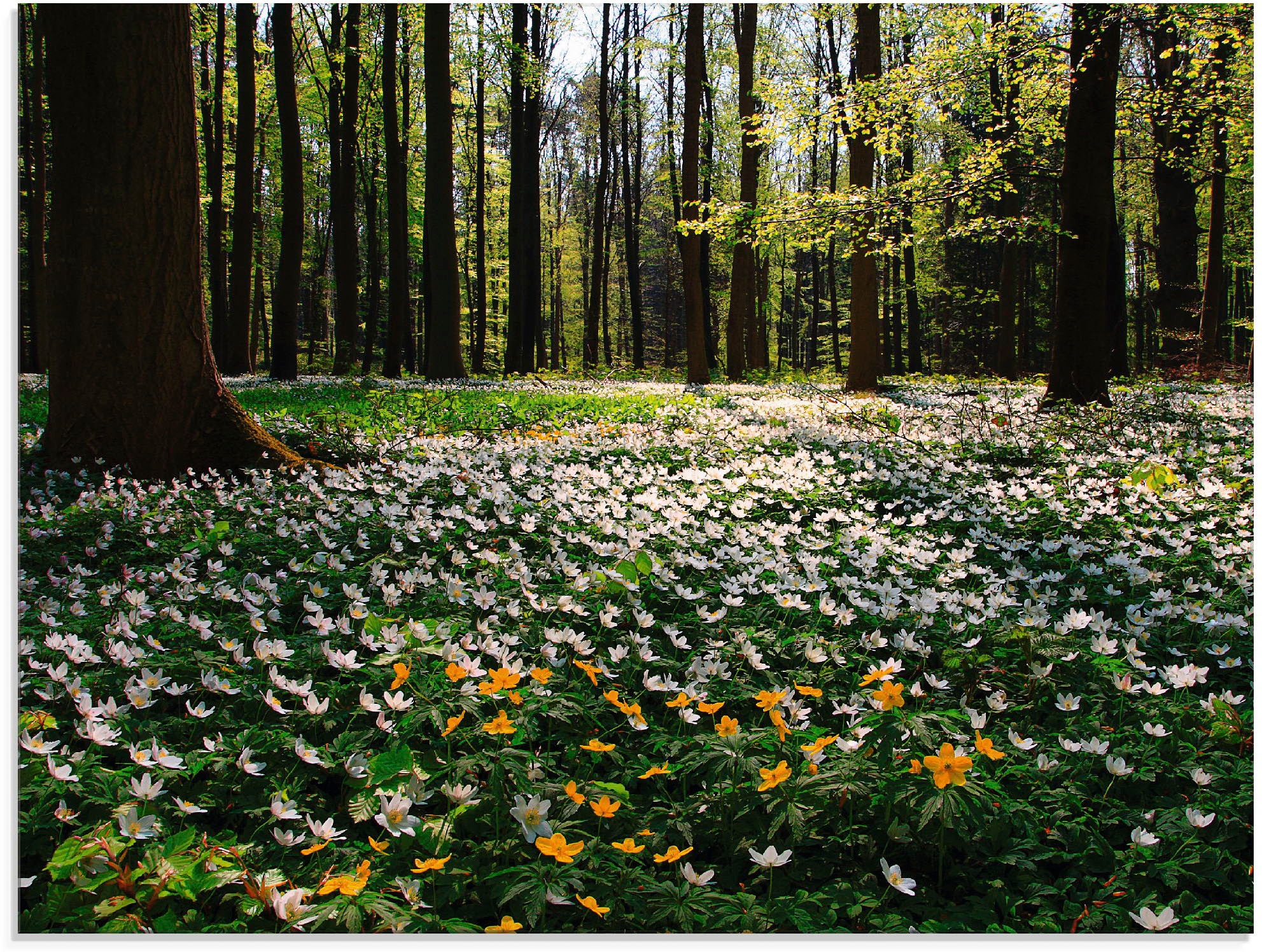 St.), Glasbild mit | Grössen Jelmoli-Versand Artland kaufen in »Frühlingswald bedeckt (1 Windröschen«, online Wald, verschiedenen