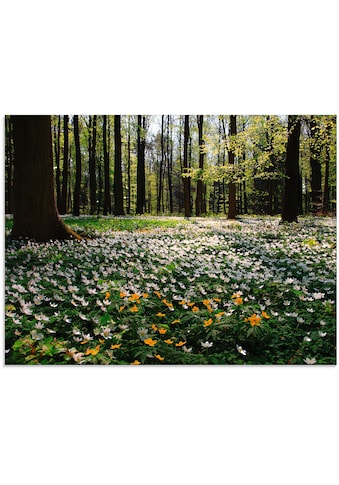 Glasbild »Frühlingswald bedeckt mit Windröschen«, Wald, (1 St.)
