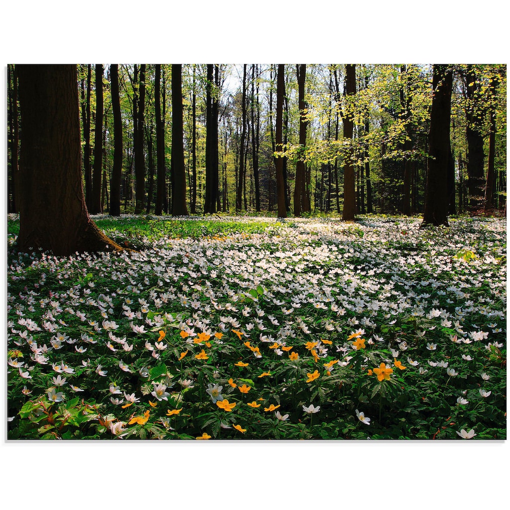 Artland Glasbild »Frühlingswald bedeckt mit Windröschen«, Wald, (1 St.)