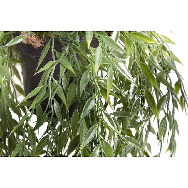 Botanic-Haus Künstliche Zimmerpflanze »Bambus-Hängeampel« online shoppen |  Jelmoli-Versand