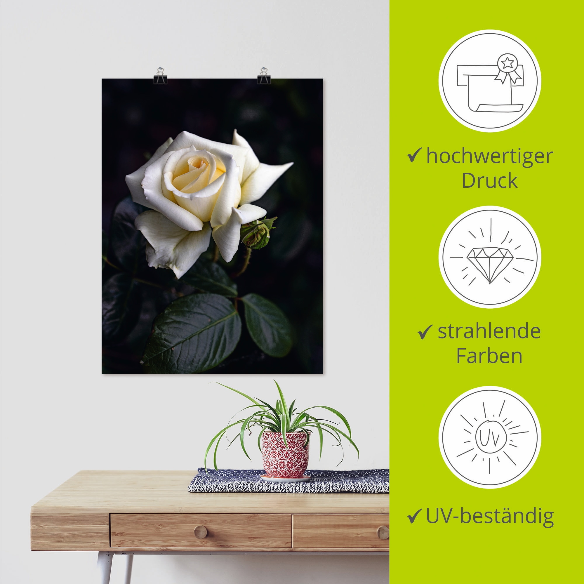 Artland Wandbild »Weiss-gelbe Rose«, Blumen, (1 St.), als Leinwandbild, Poster in verschied. Grössen