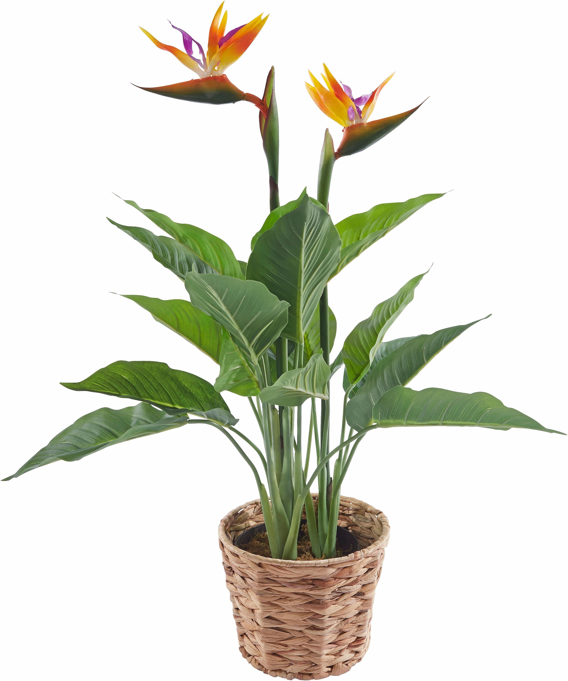I.GE.A. Kunstpflanze »Strelitzienpflanze in Wasserhyazinthentopf« online  kaufen | Jelmoli-Versand