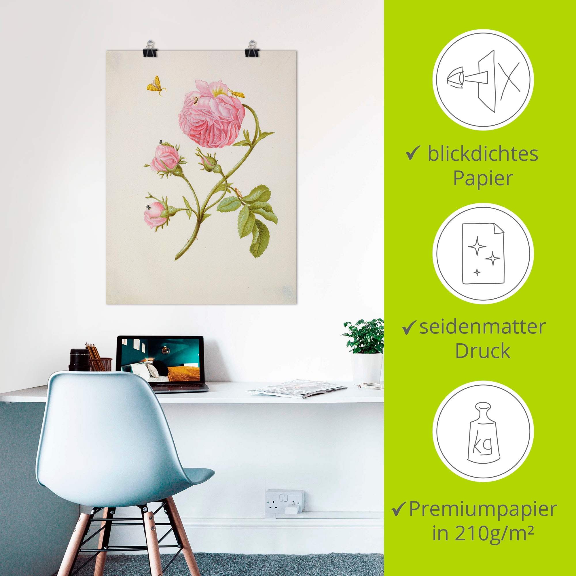 Artland Kunstdruck »Buschröschen Miniermotte, Larve, Puppe«, Blumen, (1 St.), als Leinwandbild, Wandaufkleber oder Poster in versch. Grössen