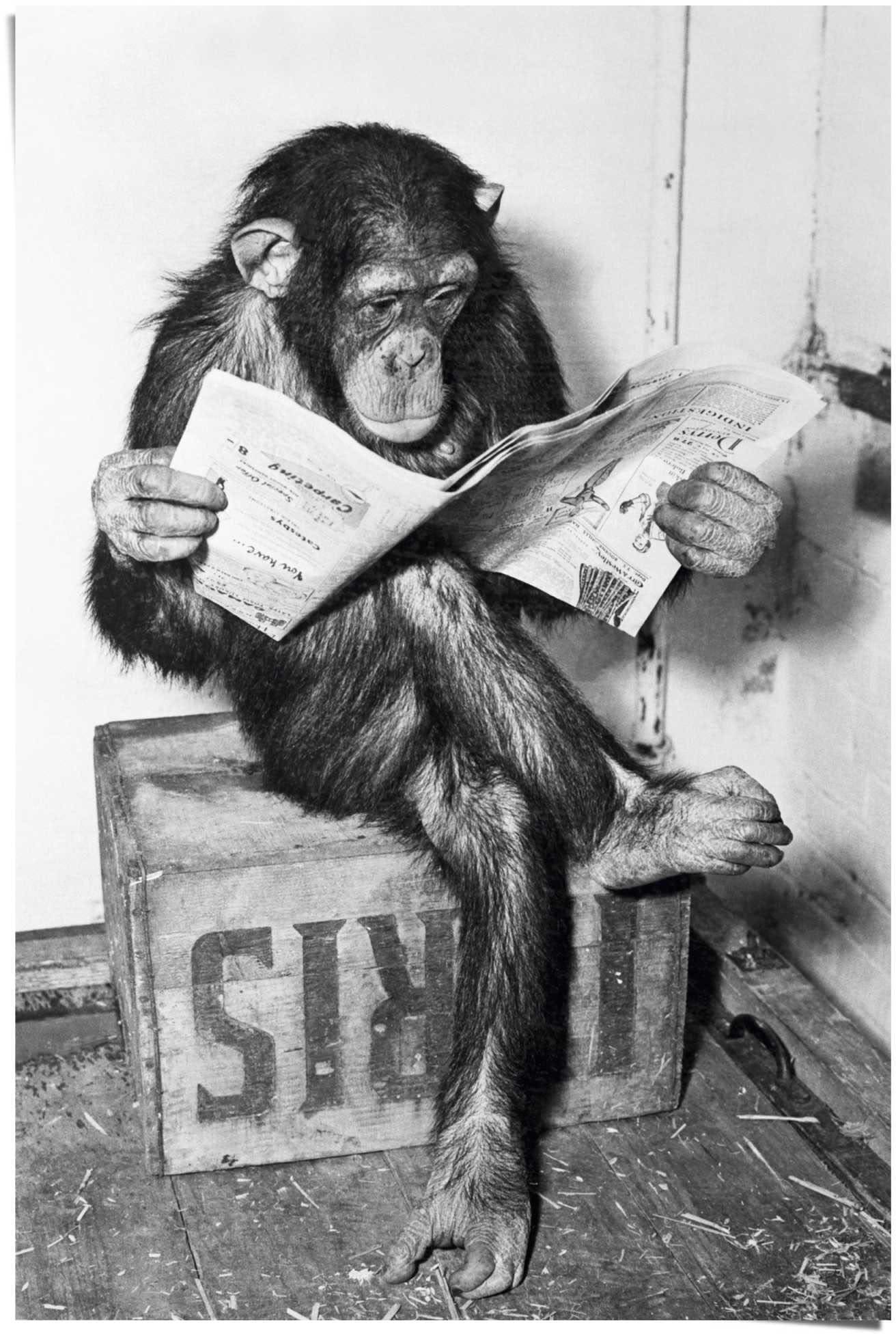 Poster »Chimp Reinders! Zeitung Affe ordern (1 im ❤ Jelmoli-Online Schimpanse«, St.) Shop
