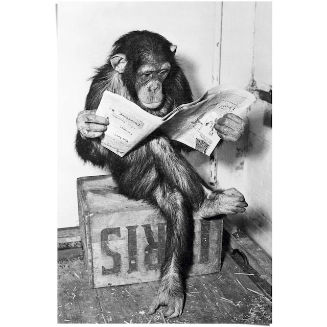 (1 Affe »Chimp St.) Shop Reinders! ordern Schimpanse«, im Poster Jelmoli-Online Zeitung ❤