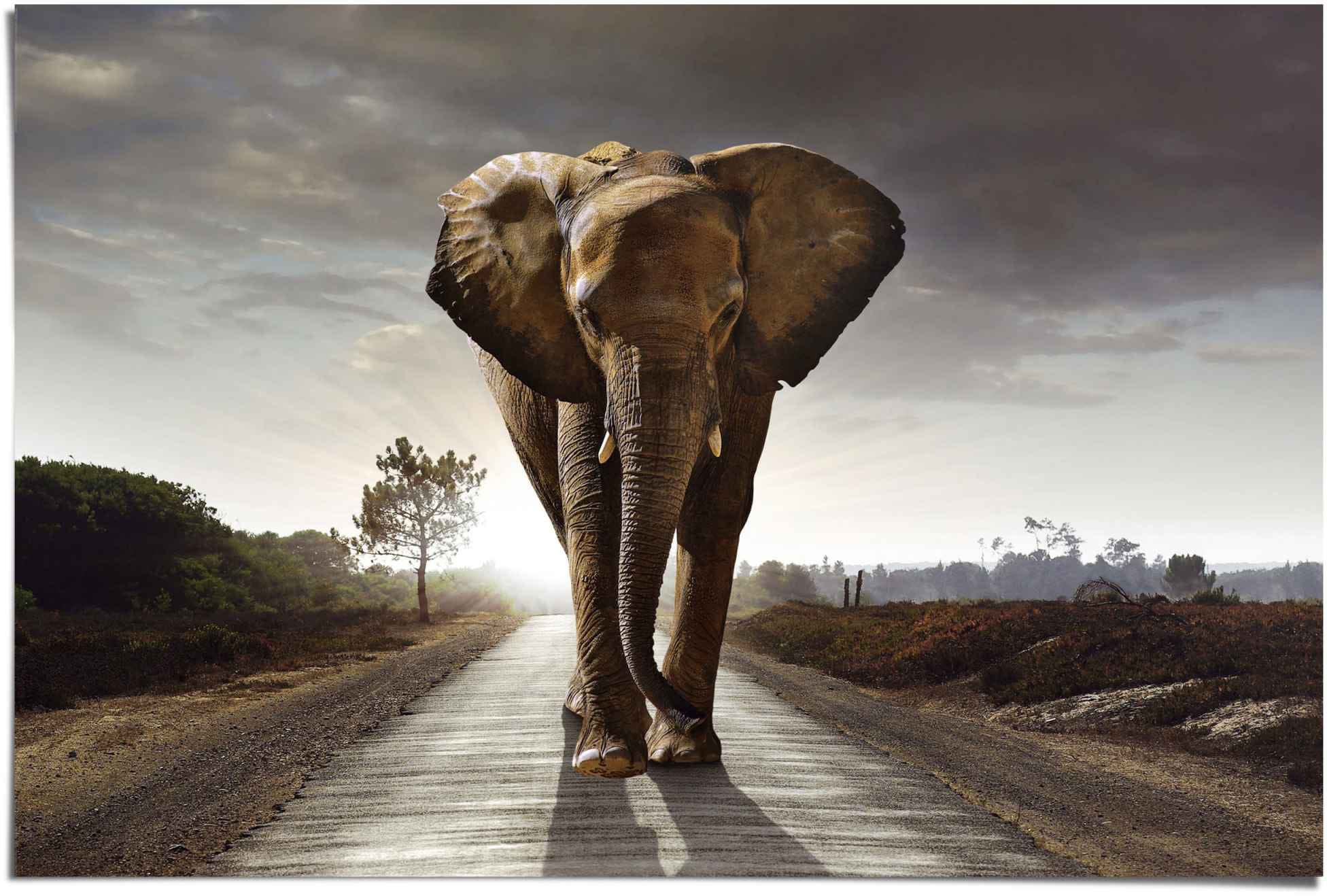 ❤ Reinders! Poster »Elefant Wanderung«, Shop (1 St.) bestellen im Jelmoli-Online