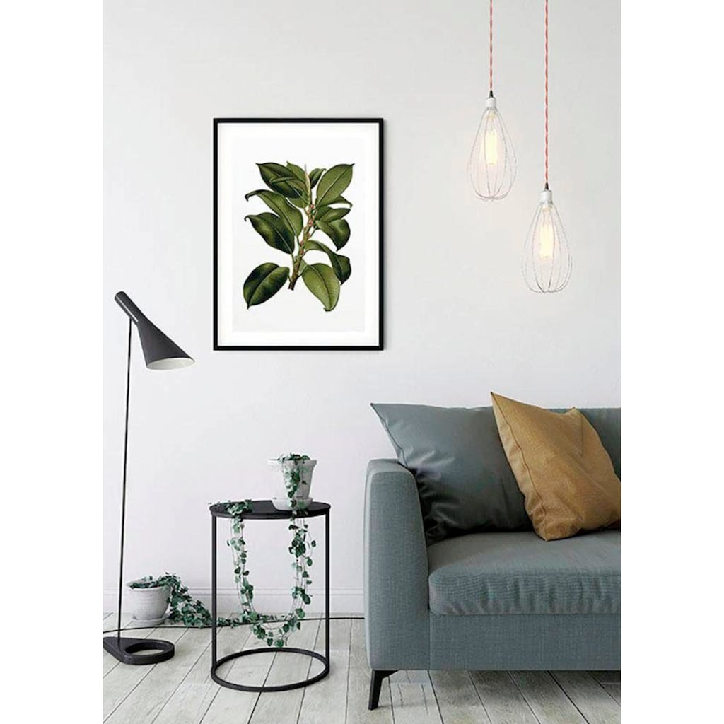 Komar Poster »Elastica Tree«, Pflanzen-Blätter, (1 St.), Kinderzimmer, Schlafzimmer, Wohnzimmer