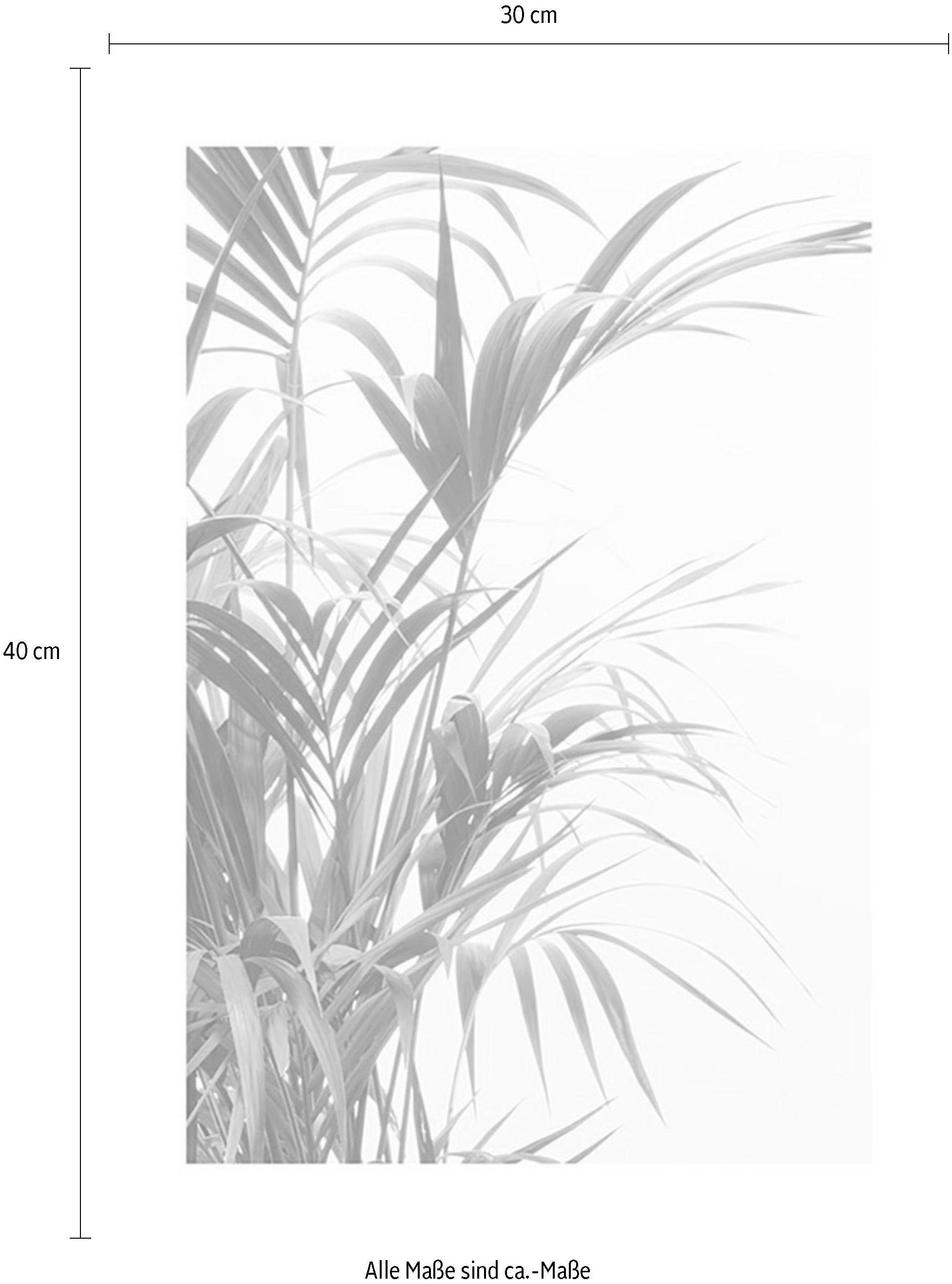 ❤ Komar im Pflanzen-Blätter, Leaves«, »Reed Jelmoli-Online St.), Kinderzimmer, Shop kaufen Wohnzimmer Poster Schlafzimmer, (1