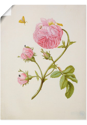 Kunstdruck »Buschröschen Miniermotte, Larve, Puppe«, Blumen, (1 St.)