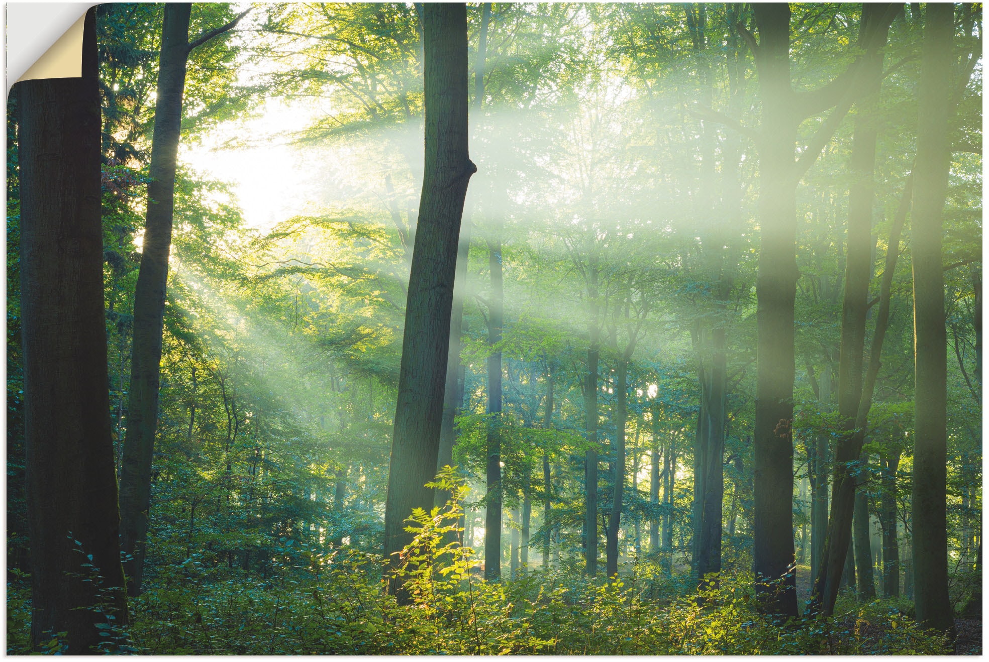 Artland Wandbild »Licht im Wald«, in (1 Alubild, als Leinwandbild, St.), | Wandaufkleber versch. Waldbilder, Grössen oder shoppen Poster online Jelmoli-Versand
