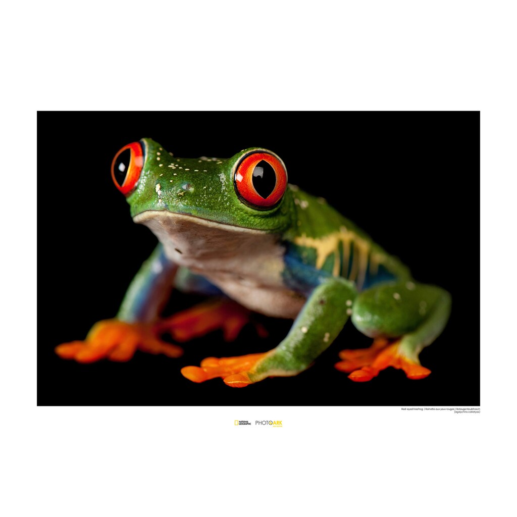 Komar Poster »Red-eyed Treefrog«, Tiere