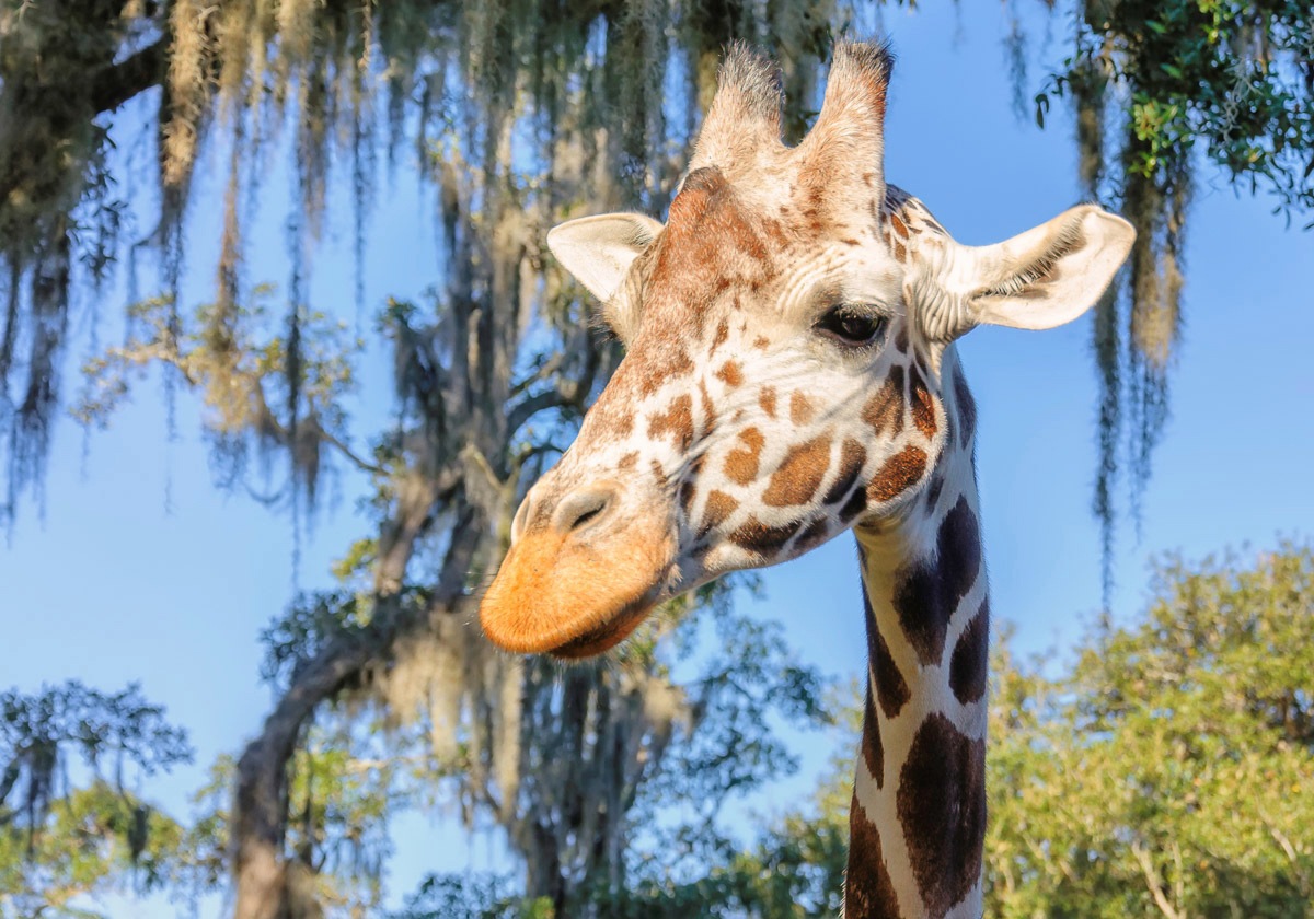 Papermoon Fototapete »Giraffe«
