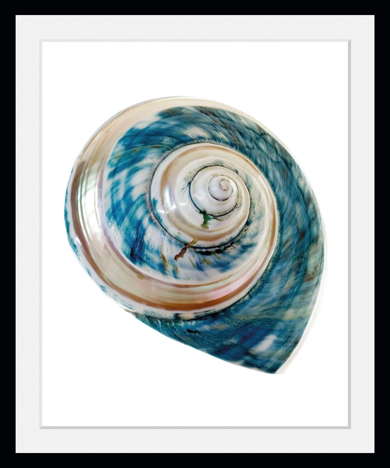 queence Bild »Lukas«, Meer-Wassertiere-Kunst, (1 St.), HD Premium Poster-Druck inkl. Holzrahmen