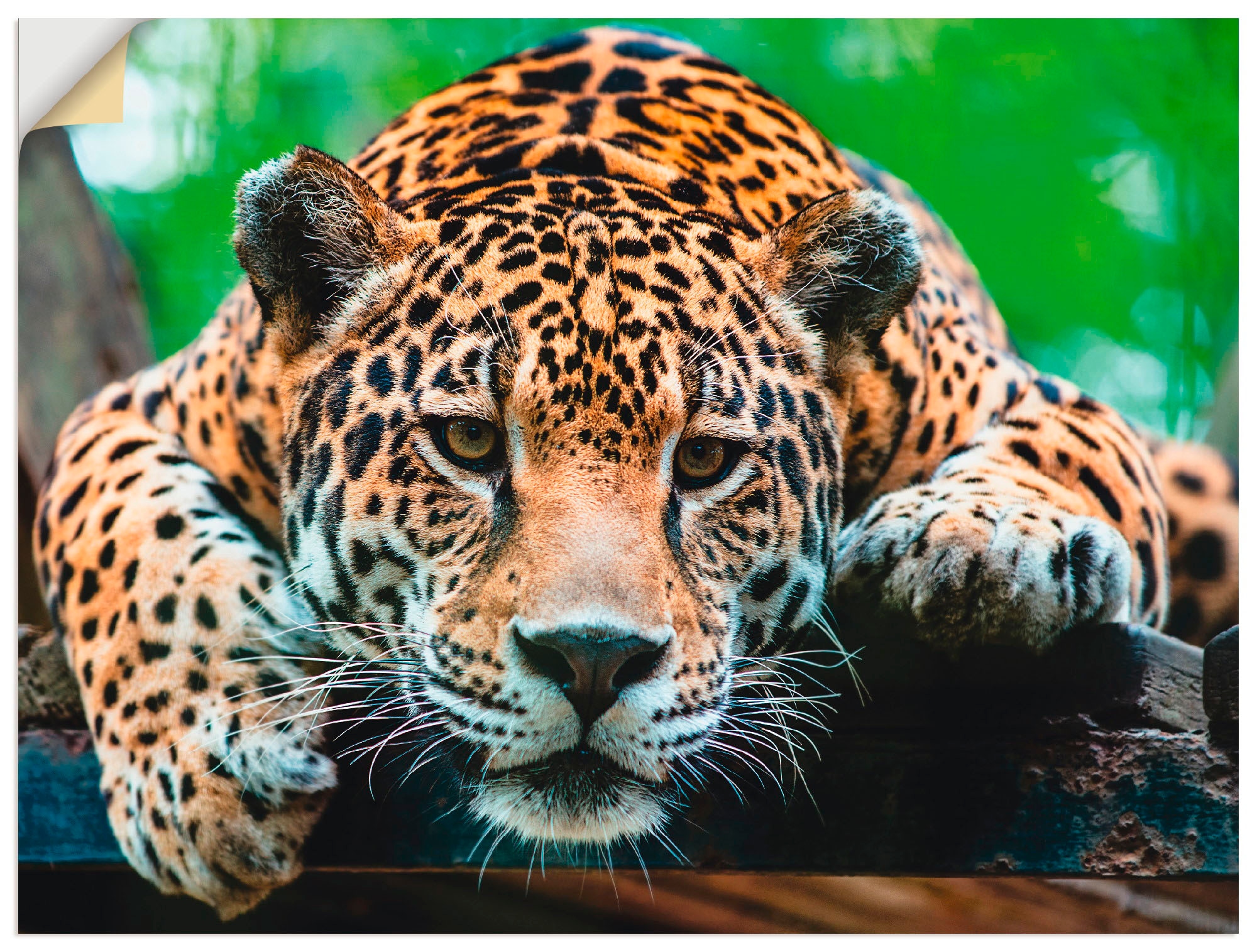 Wildtiere, oder Wandaufkleber »Südamerikanischer online Alubild, Jaguar«, shoppen als (1 Jelmoli-Versand Leinwandbild, Artland versch. Poster | in St.), Wandbild Grössen