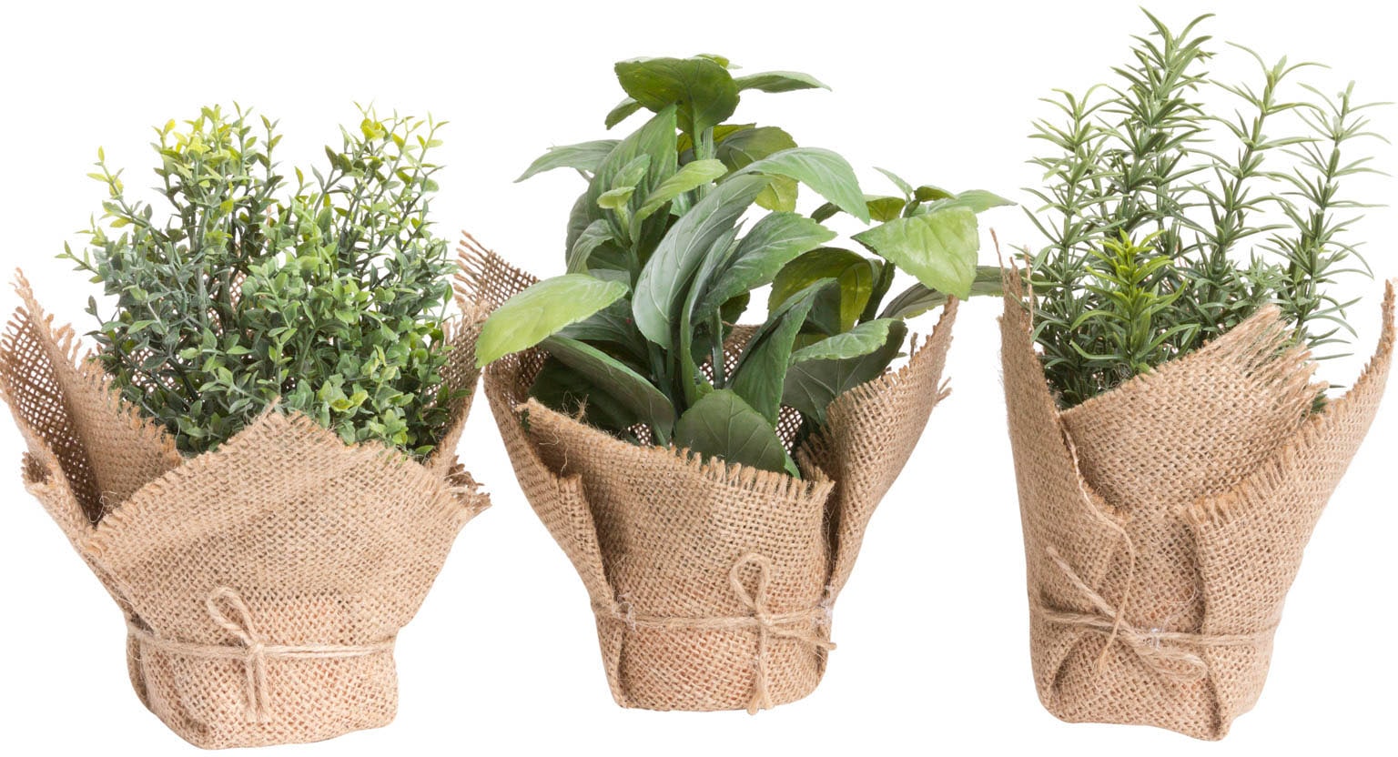 online Jelmoli-Versand | Botanic-Haus Zimmerpflanze »Kräuter« shoppen Künstliche