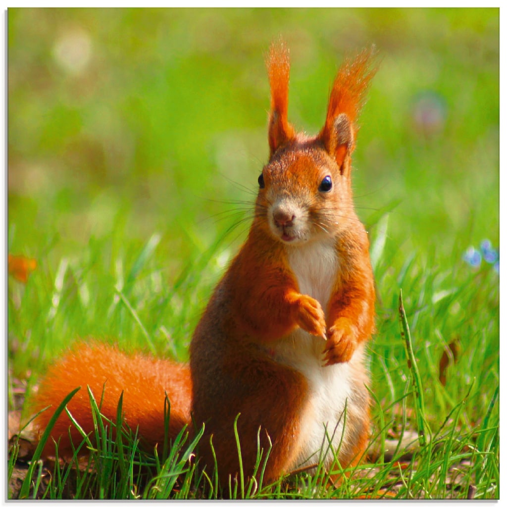 Artland Glasbild »Eichhörnchen Kontakt«, Wildtiere, (1 St.)