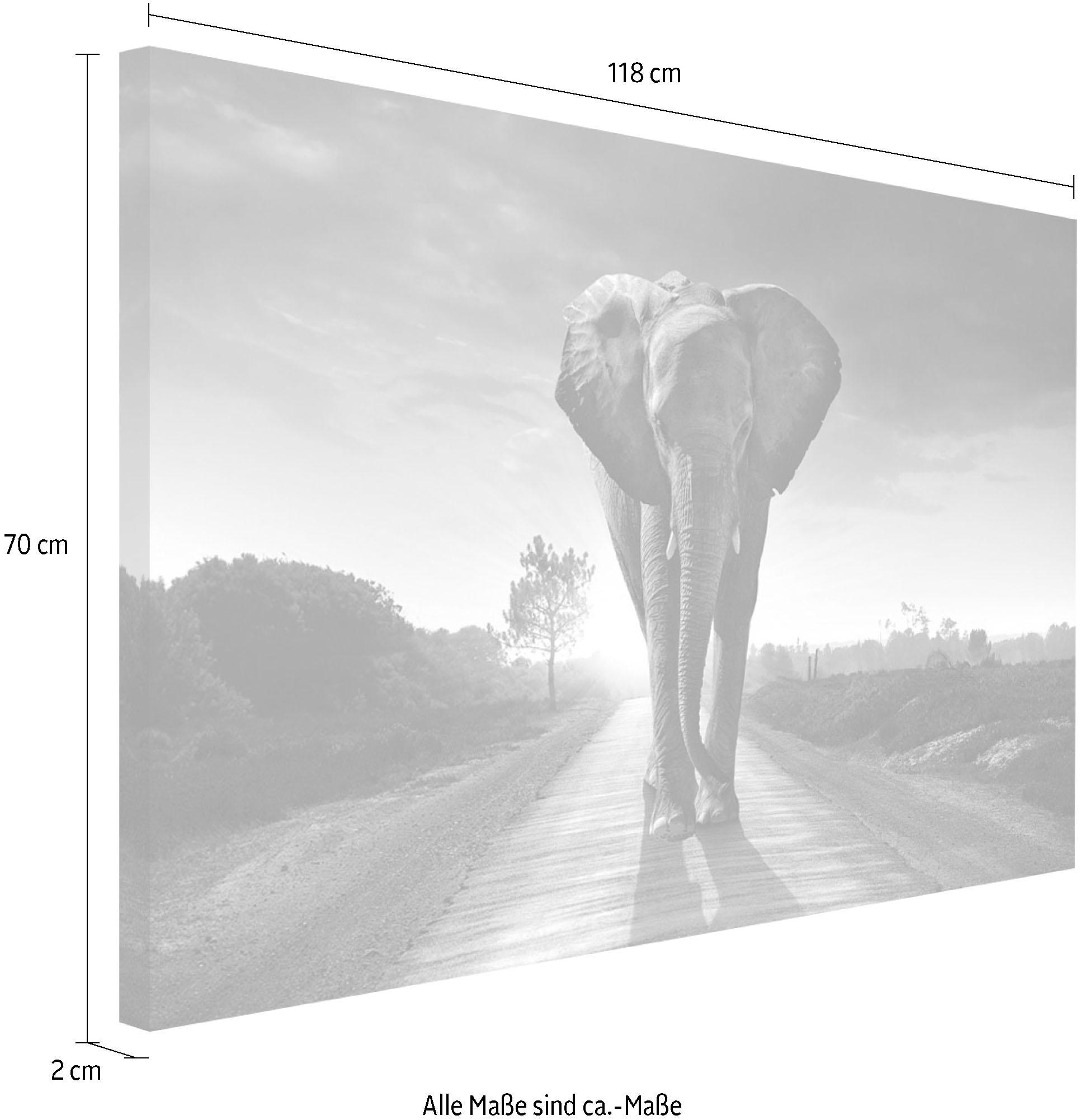 ❤ Reinders! Wandbild bestellen Shop König« Jelmoli-Online »Elefant im