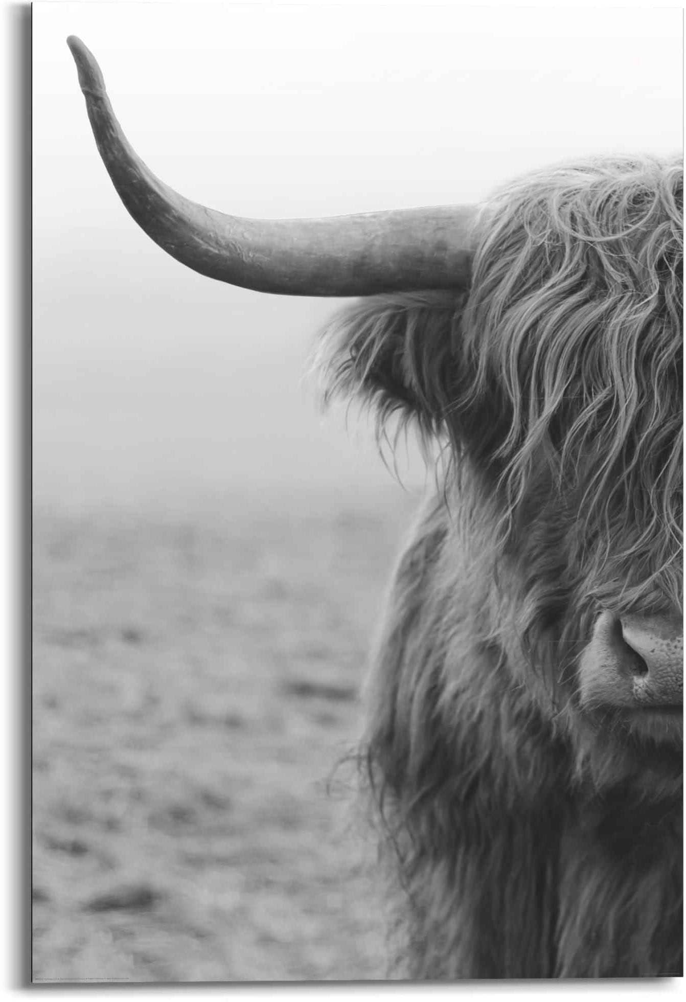 ❤ Reinders! Wandbild »Wandbild Highlander Schottisches Hochlandrind - Stier  - Bulle - Natur«, Filmfiguren, (1 St.) entdecken im Jelmoli-Online Shop