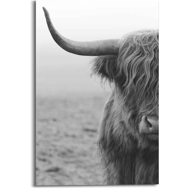 ❤ Reinders! Wandbild »Wandbild Highlander Schottisches Hochlandrind - Stier  - Bulle - Natur«, Filmfiguren, (1 St.) entdecken im Jelmoli-Online Shop