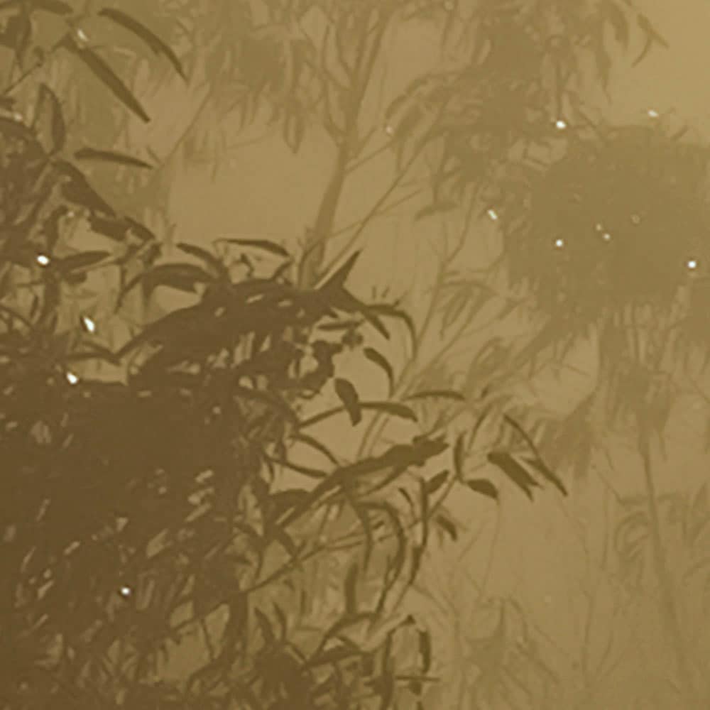 Komar Fototapete »Digitaldruck Vlies - Foggy Sunshine - Grösse 400 x 250 cm«, bedruckt, Wohnzimmer, Schlafzimmer