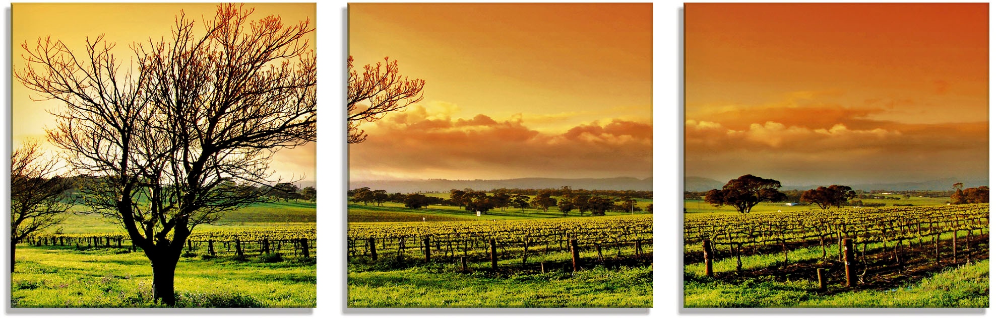 Artland Glasbild »Landschaft mit St.), (1 Felder, bestellen online in | Jelmoli-Versand verschiedenen Grössen Weinbergen«